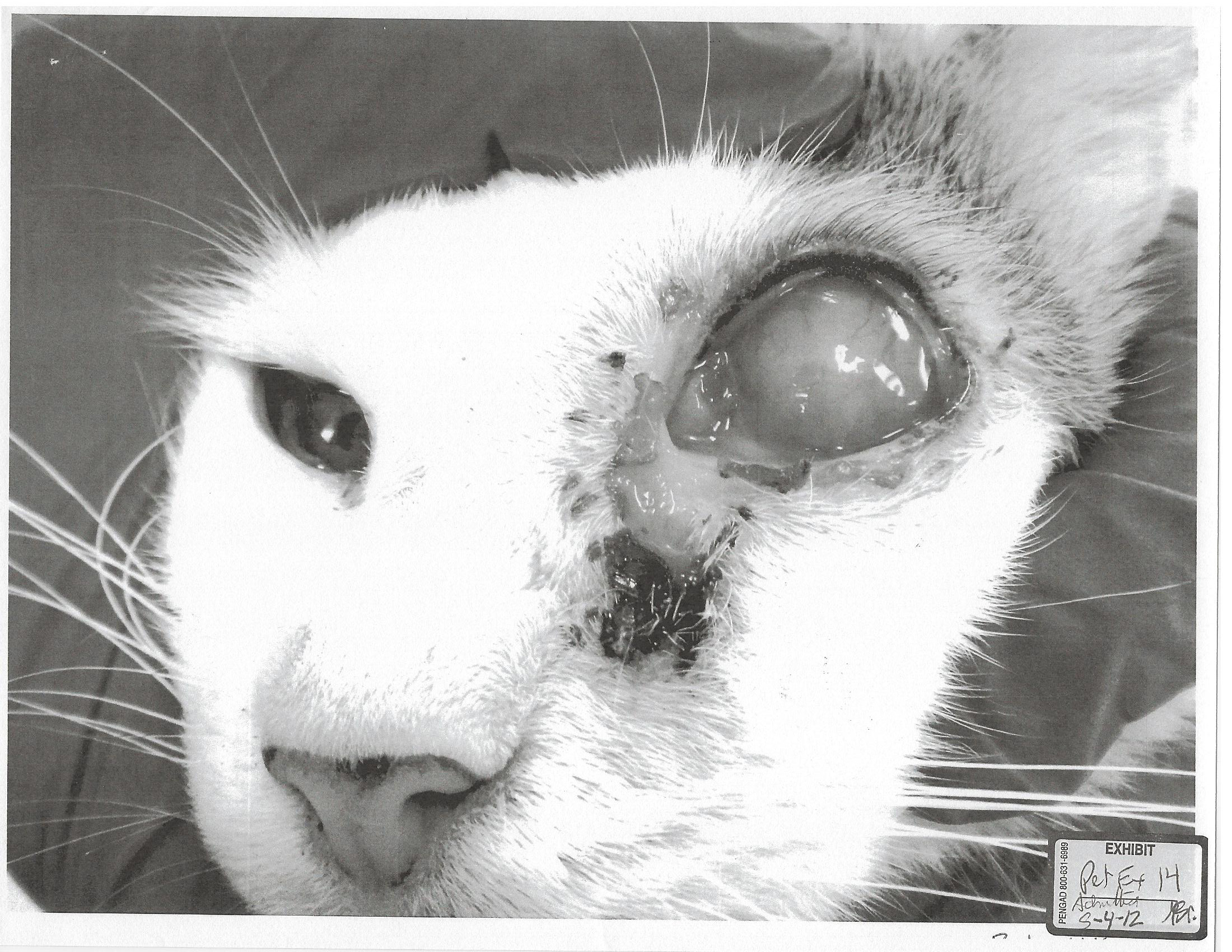 Cat Eye Cataract
